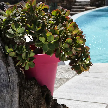 Niriides Homes & Elia (Mykonos)