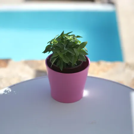 Niriides Homes & Apartahotel Elia (Mykonos)